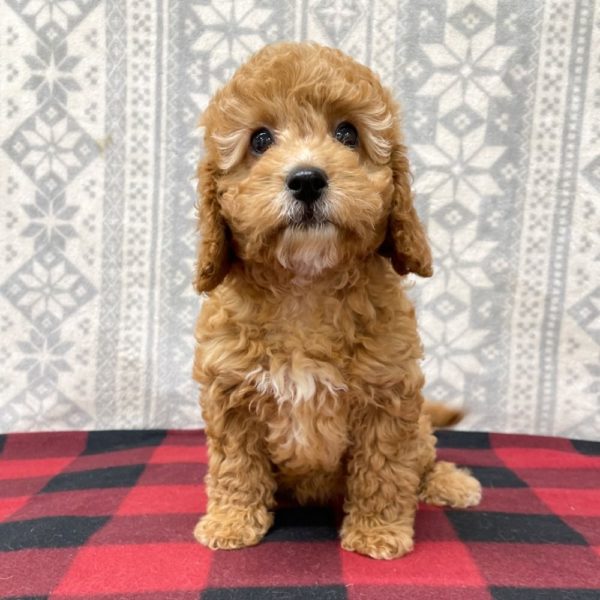 F1b Cavapoo Puppy for Sale