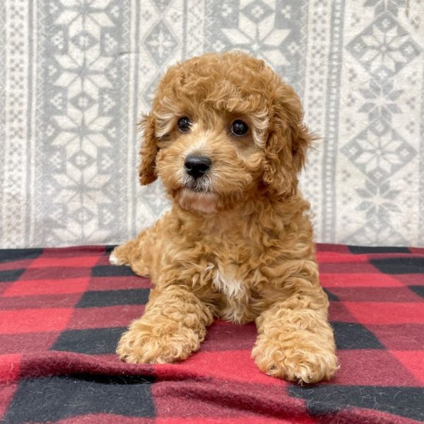 F1b Cavapoo Puppy for Sale