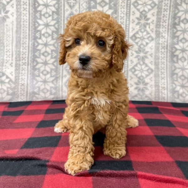 F1b Cavapoo Puppy for Sale