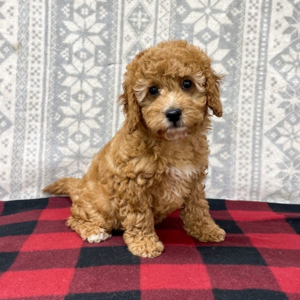 F1b Cavapoo Puppy for Sale