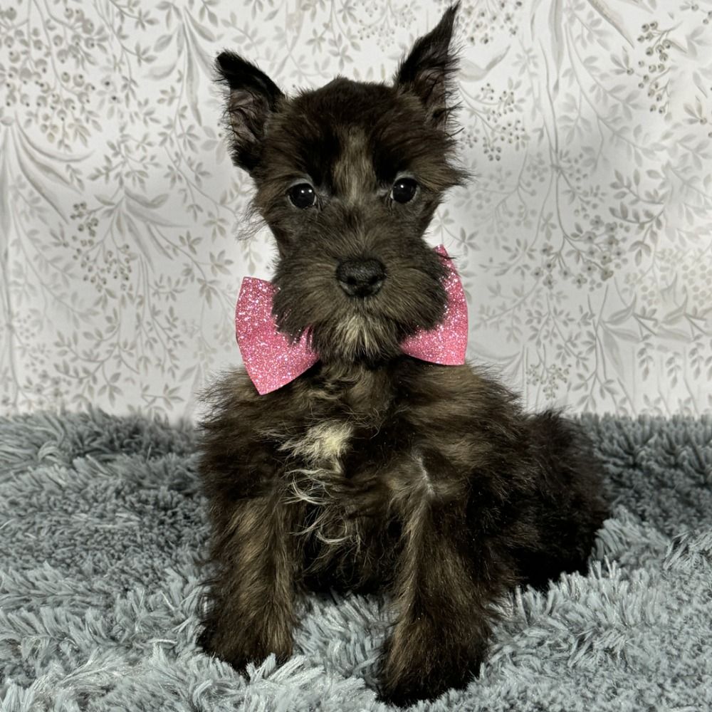 Miniature Schnauzer Puppy for Sale in NYC