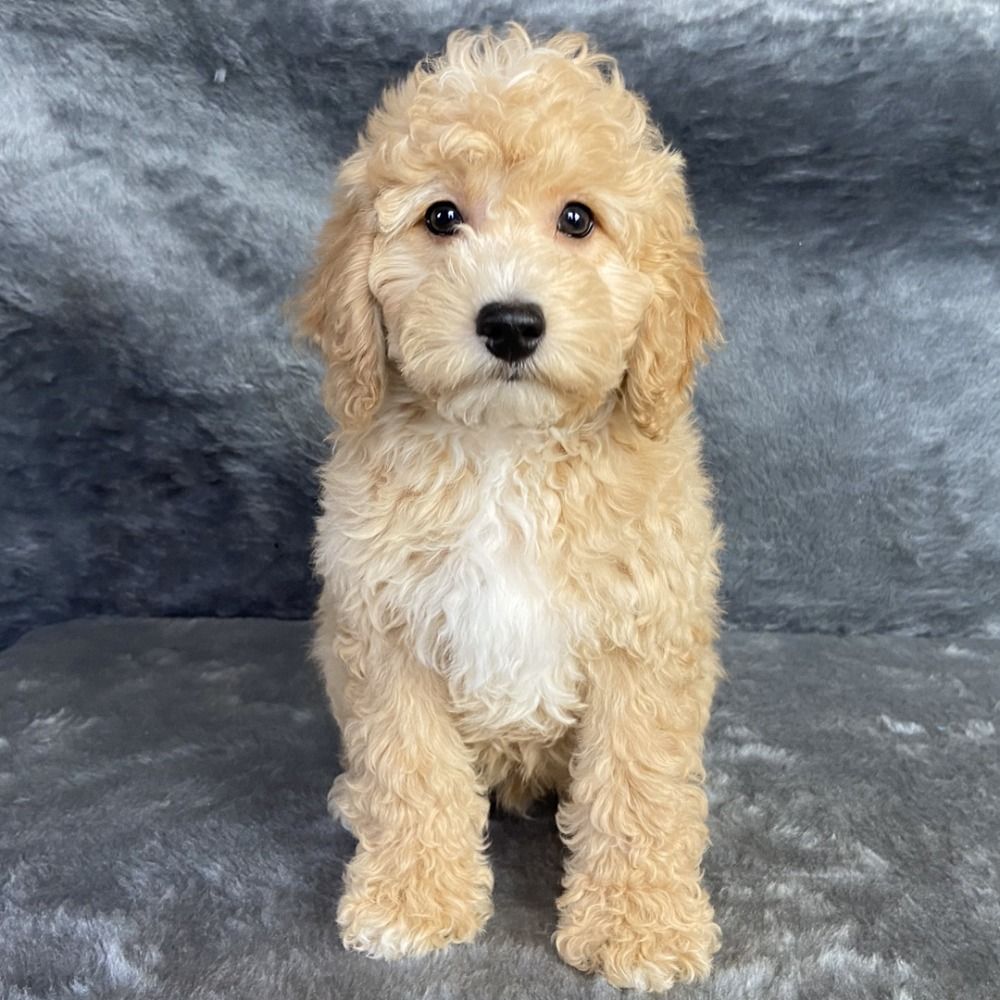 F1b Cockapoo Puppy for Sale in NYC