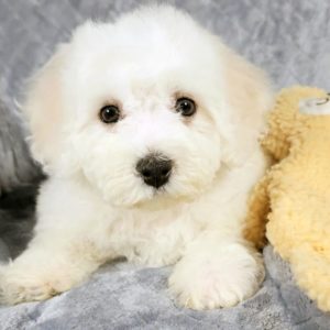 Bichon Frise Puppy for Sale