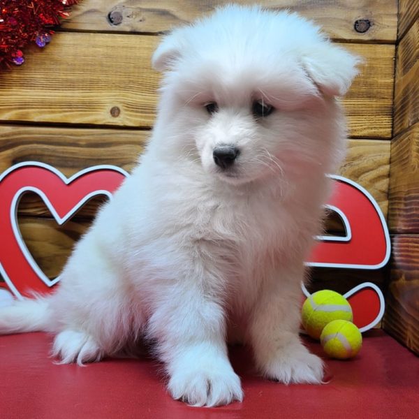 Samoyed Puppy for Sale