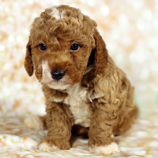 F1bb Toy Goldendoodle Puppy for Sale
