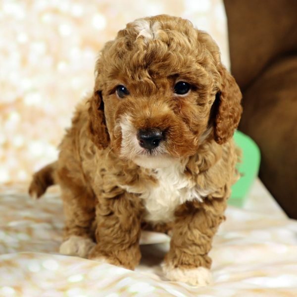 F1bb Toy Goldendoodle Puppy for Sale