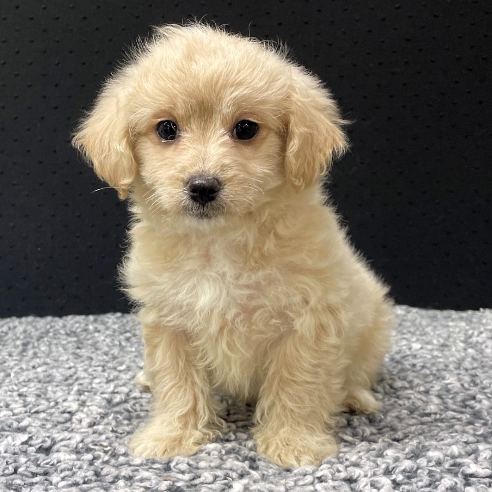 Maltipoo Puppy for Sale in NYC