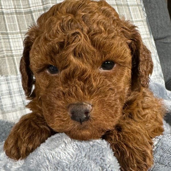 Toy Poodle Puppy for Sale