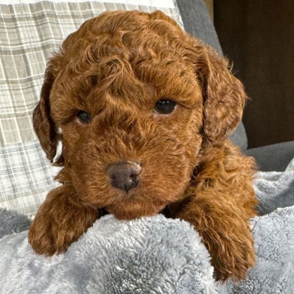 Toy Poodle Puppy for Sale