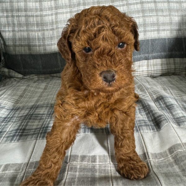 Toy Poodle Puppy for Sale