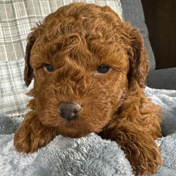 Toy Poodle Puppy for Sale