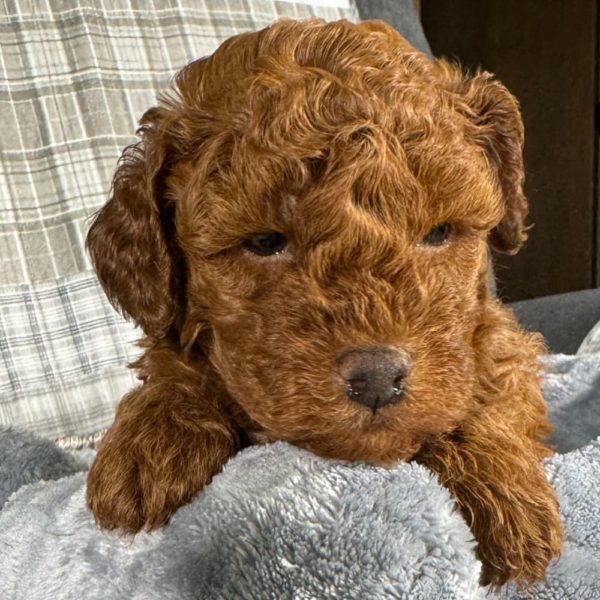 Toy Poodle Puppy for Sale