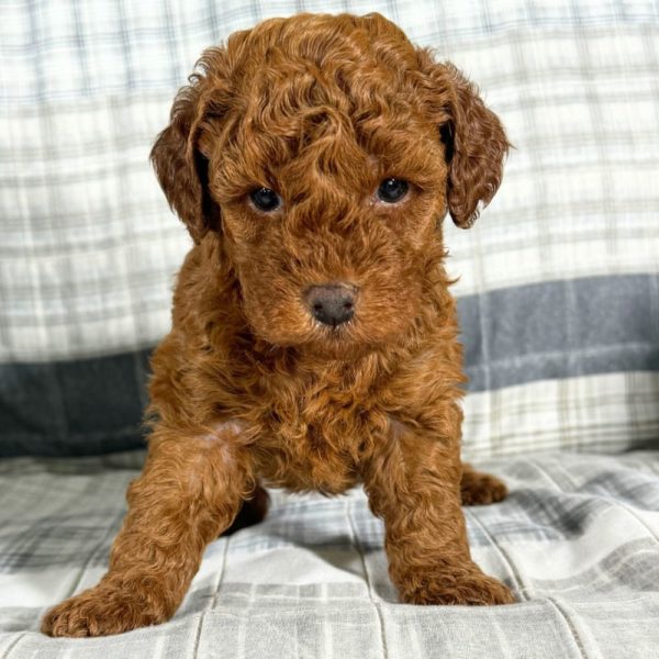 Toy Poodle Puppy for Sale