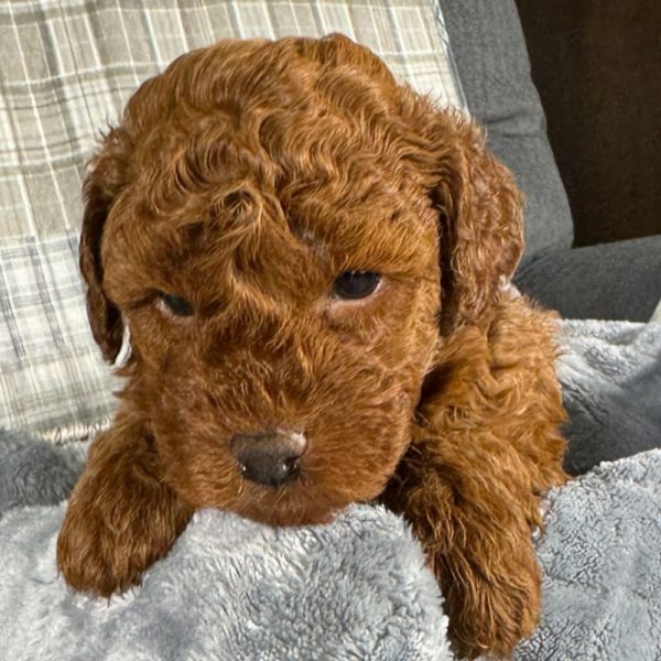 Toy Poodle Puppy for Sale