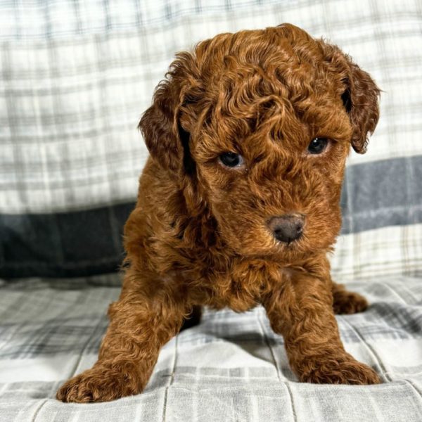 Toy Poodle Puppy for Sale