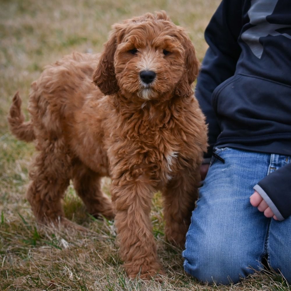 F1b Standard Goldendoodle Puppy for Sale in NYC