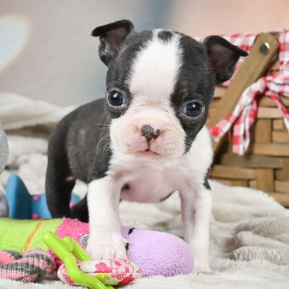 Boston Terrier Puppy for Sale in NYC