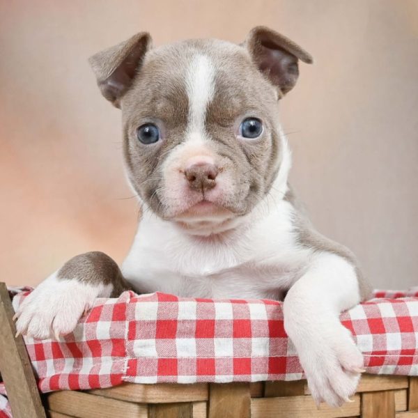 Boston Terrier Puppy for Sale