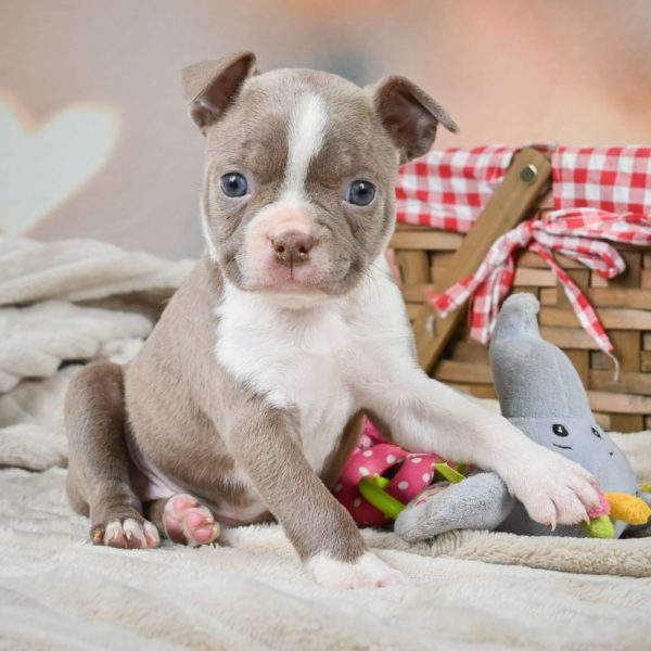 Boston Terrier Puppy for Sale