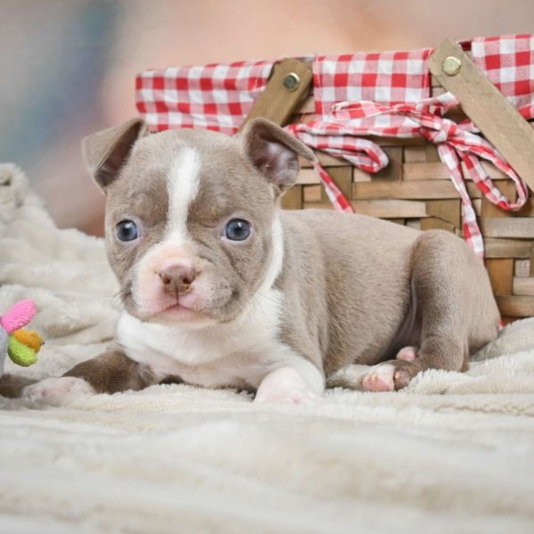 Boston Terrier Puppy for Sale