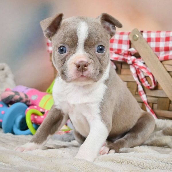 Boston Terrier Puppy for Sale