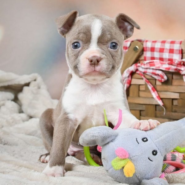 Boston Terrier Puppy for Sale