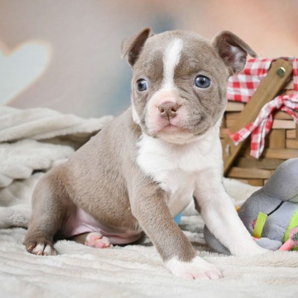 Boston Terrier Puppy for Sale