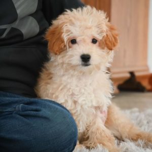 F1b Maltipoo Puppy for Sale