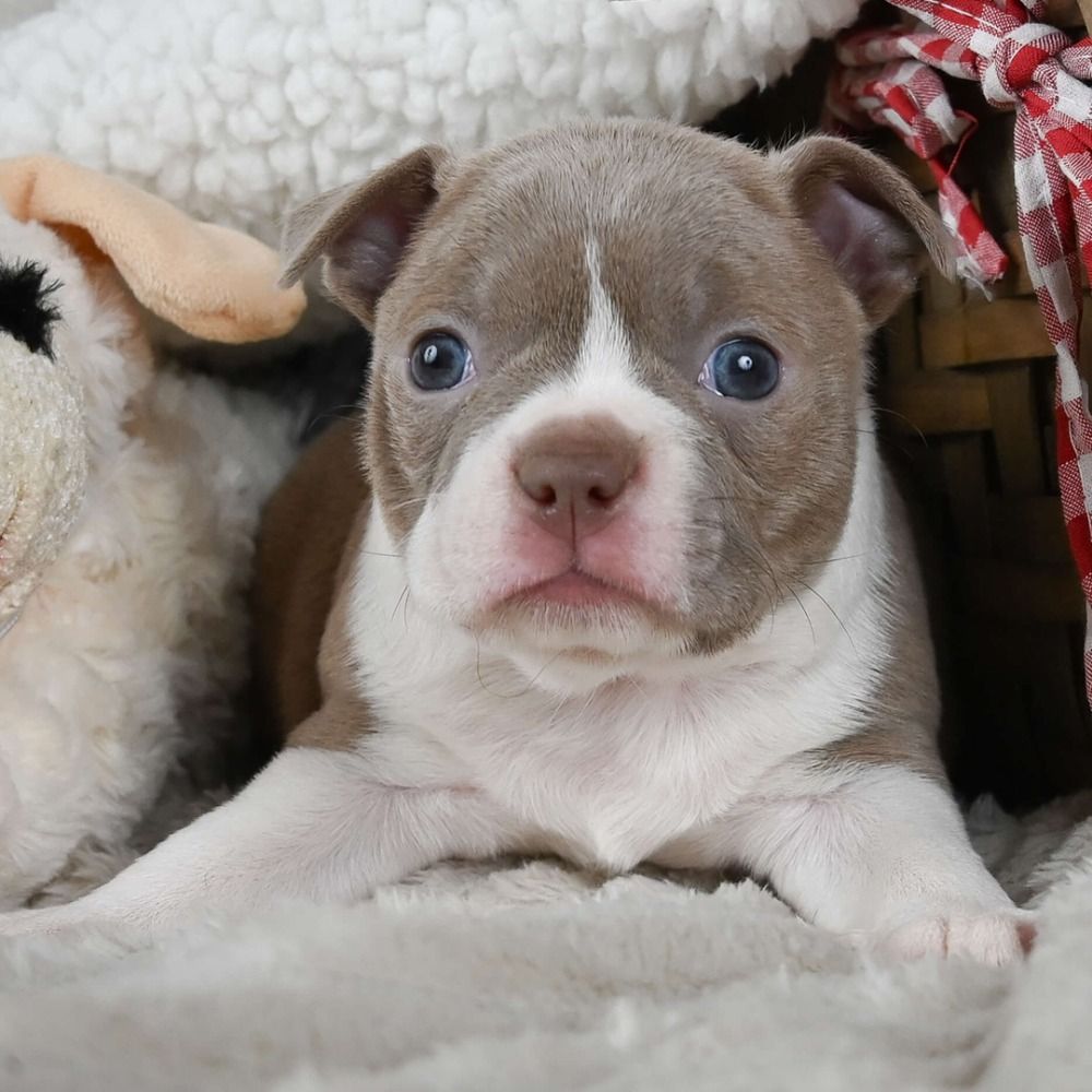 Boston Terrier Puppies Near Me Your New Best Friend