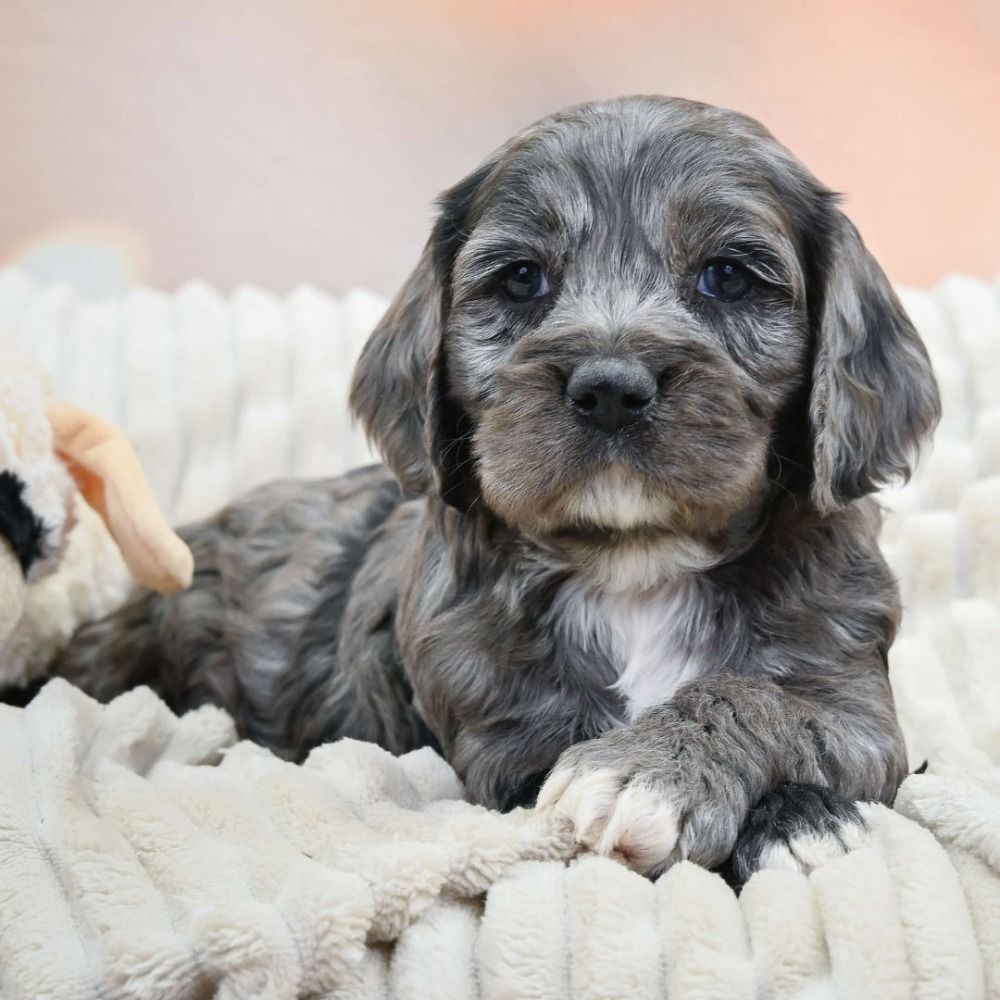 F1 Cockapoo Puppy for Sale in NYC
