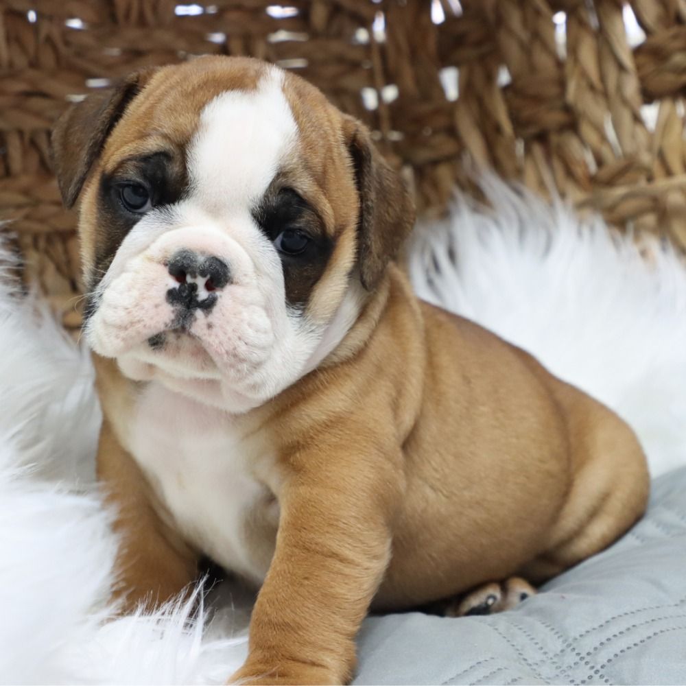 English Bulldog Puppy for Sale in NYC