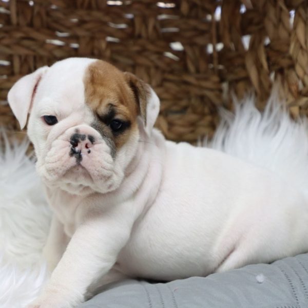 English Bulldog Puppy for Sale