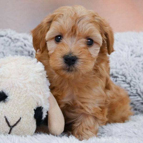 F1b Maltipoo Puppy for Sale