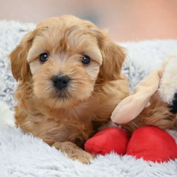 F1b Maltipoo Puppy for Sale