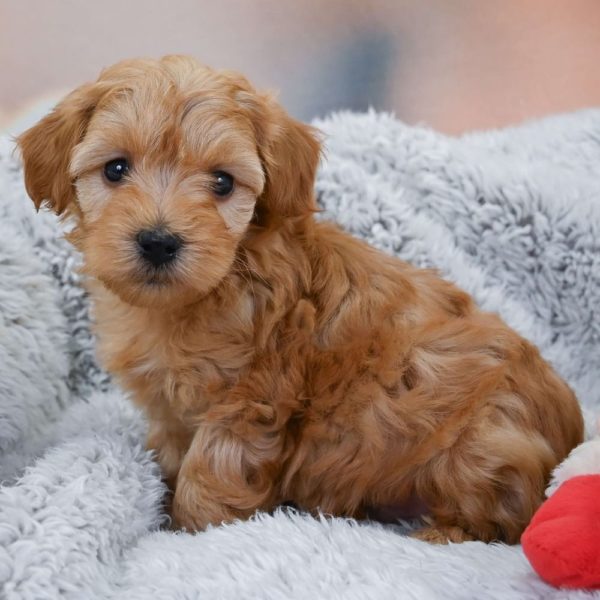 F1b Maltipoo Puppy for Sale