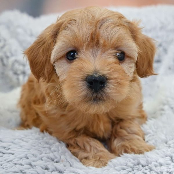 F1b Maltipoo Puppy for Sale