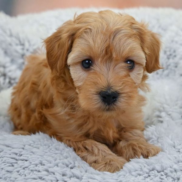 F1b Maltipoo Puppy for Sale