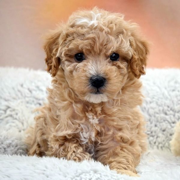 F1b Maltipoo Puppy for Sale