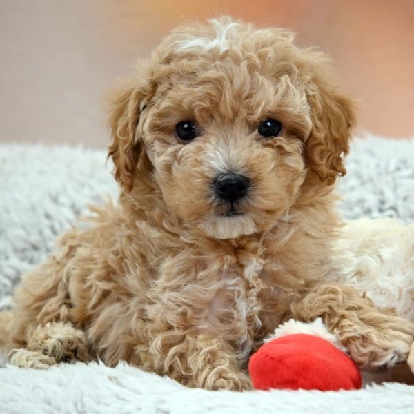 F1b Maltipoo Puppy for Sale