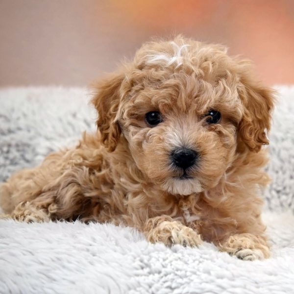 F1b Maltipoo Puppy for Sale