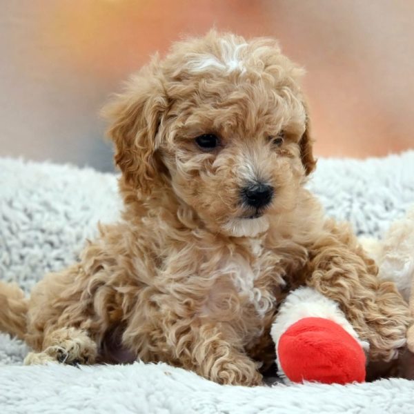 F1b Maltipoo Puppy for Sale