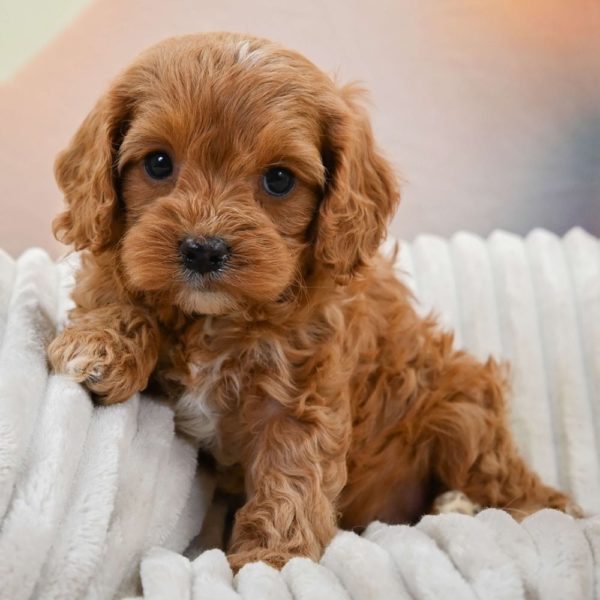 Female F1b Cavapoo Puppy for Sale | ID 2654-RY