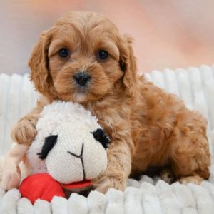 F1b Cavapoo Puppy for Sale