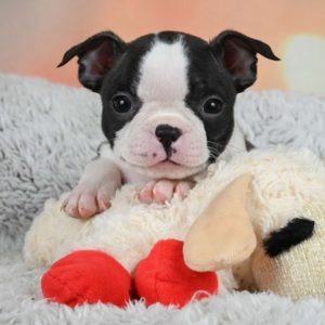 Boston Terrier Puppy for Sale