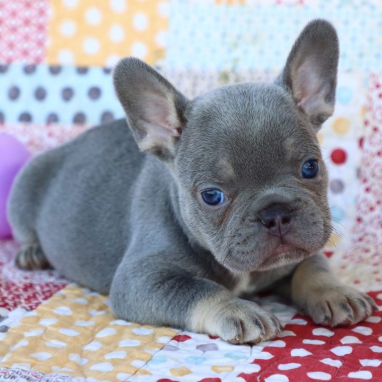 Male French Bulldog Puppy for Sale | ID 9402-LB