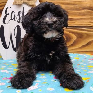 Whoodle Puppy for Sale
