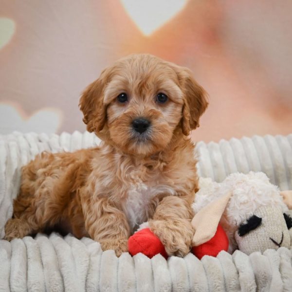 F1 Cavapoo Puppy for Sale