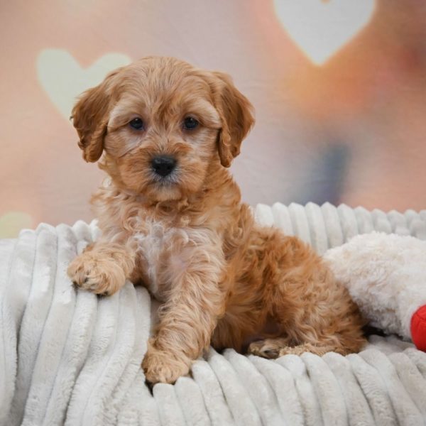 F1 Cavapoo Puppy for Sale
