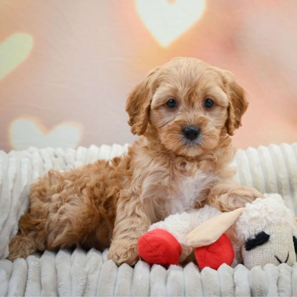 F1 Cavapoo Puppy for Sale