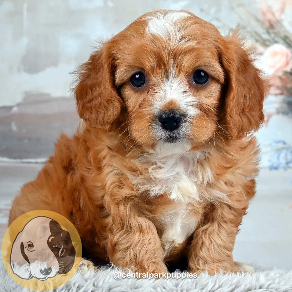 F1 Cavapoo Puppy for Sale in NYC